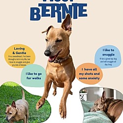 Thumbnail photo of Bernie #2