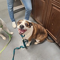adopt a pet