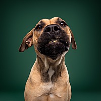 adopt-pet