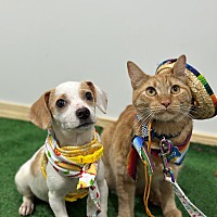 adopt a pet