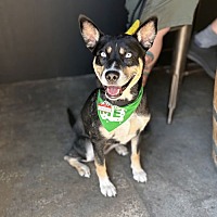 adopt a pet