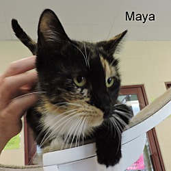 Thumbnail photo of Maya #2