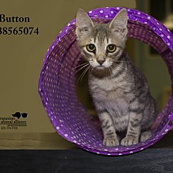 Thumbnail photo of Button (In a Foster Home) #3