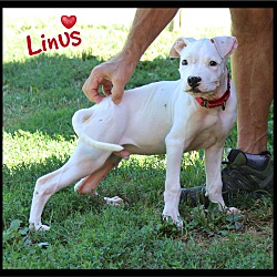 Thumbnail photo of Linus #2