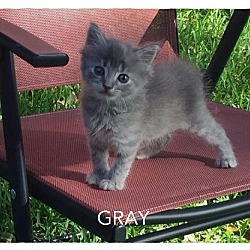 Thumbnail photo of Gray #4