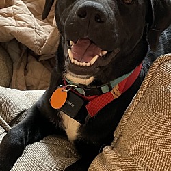 Photo of Scout