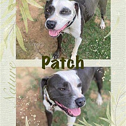 Photo of *Patch