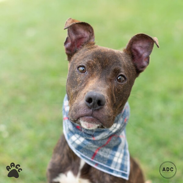 Adopt Chibbs a American Pit Bull Terrier / Mixed dog in Richmond, VA