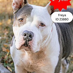 Thumbnail photo of Freya - $25 Adoption Fee Special #1