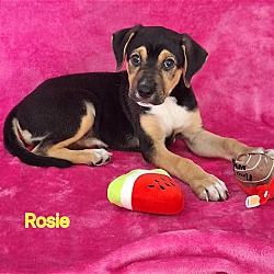 Photo of Rosie Rose