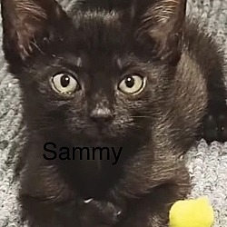 Thumbnail photo of Sammy #1