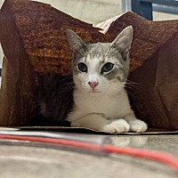adopt a pet