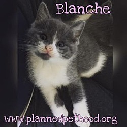 Thumbnail photo of Blanche #1