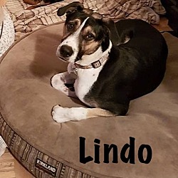 Thumbnail photo of Lindo #1