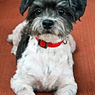 Shih Tzu Puppies - Shih Tzu Rescue and Adoption Near You
