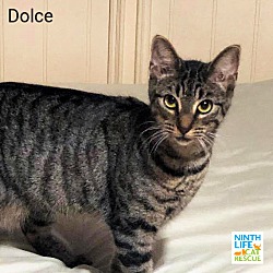 Thumbnail photo of Dolce #1