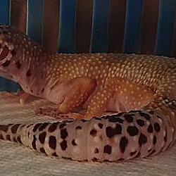 Photo of Leopard Gecko