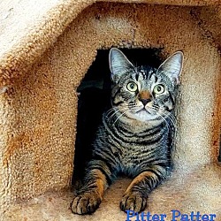Photo of Pitter Patter
