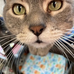 Thumbnail photo of Dewey (Declawed with a Big Personality) - $30 #4