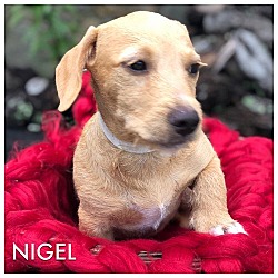 Thumbnail photo of NIGEL #2