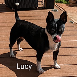 Thumbnail photo of Lucy #4
