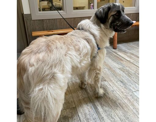 Concord, NH - Great Pyrenees. Meet Goose a Pet for Adoption - AdoptaPet.com