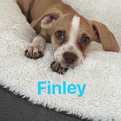 Photo of Finley