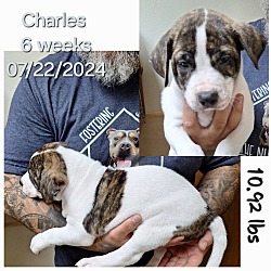 Thumbnail photo of Charles #2