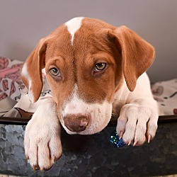 Thumbnail photo of Mama Gingersnap Pup - Macaroon #2