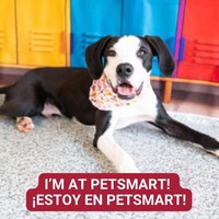 adopt a pet