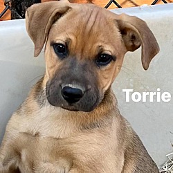 Photo of Torrie (Ferrah's puppies)