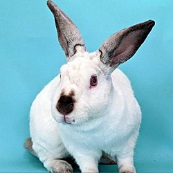 Photo of Toffee