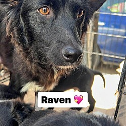 Thumbnail photo of Raven #2