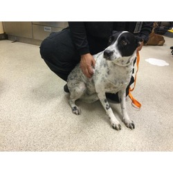 Photo of Dog