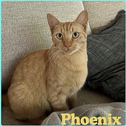 Photo of PHOENIX