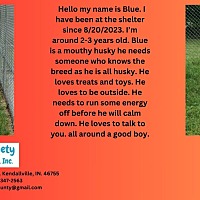 adopt a pet