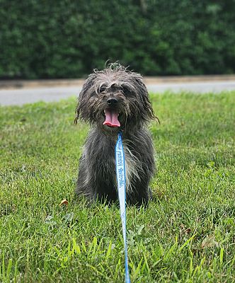 Glen Mills, PA - Maltese. Meet Rodney a Pet for Adoption - AdoptaPet.com