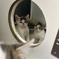 Thumbnail photo of 5 kittens #3