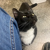 adopt a pet
