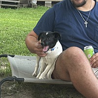 adopt a pet