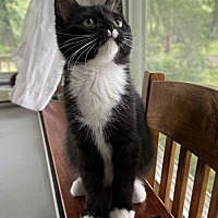 adopt a pet