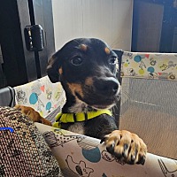 adopt a pet
