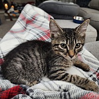 adopt-pet