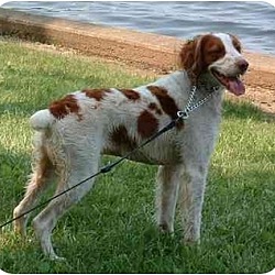 Thumbnail photo of Brittany Dogs - Rescue groups #4