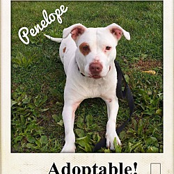 Photo of Penelope--Adoption Pending