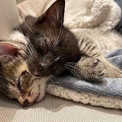 Thumbnail photo of CHARLIE (Peanut Kittens) #4