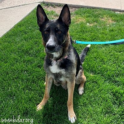 Cheyenne, WY - German Shepherd Dog/Mixed Breed (Large). Meet Annie ...