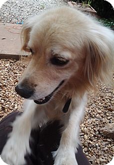 golden retriever cockapoo mix