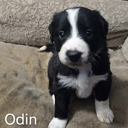 Photo of Odin (White)