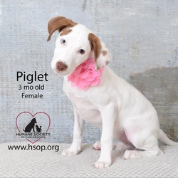 Thumbnail photo of Piglet #4